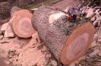 dessouchage arbre Liege dessouchage arbre Liege