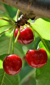 Taille arbre fruitier Ciney Taille arbre fruitier Ciney