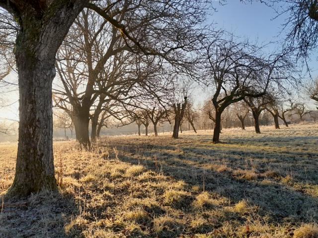 Taille d’arbres fruitiers château de Wierde