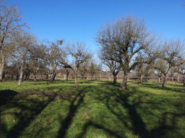 Taille d’arbres fruitiers château de Wierde