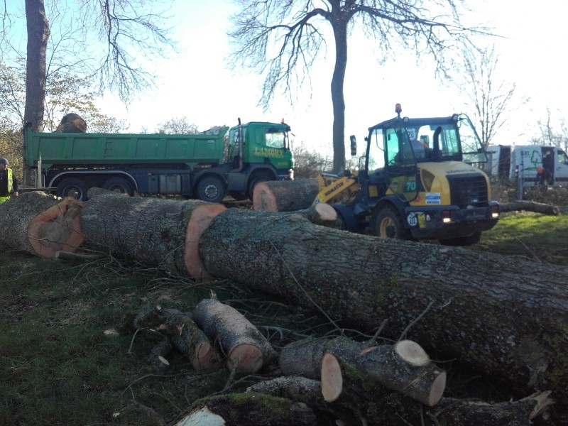 Elagage d'arbre, déssouchage, entretien extérieur, terrassement